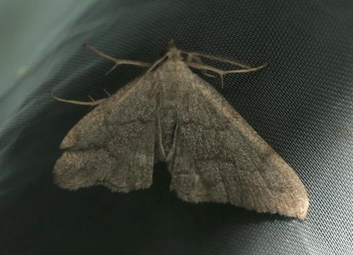 Pechipogo strigilata